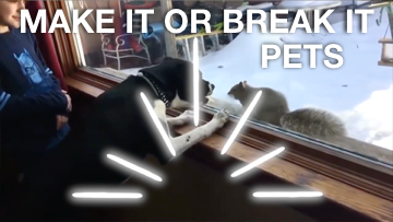 Make It or Break It [Pet Edition] Crowd Breaker Game