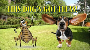 This Dog's Got Fleas! On Screen Game