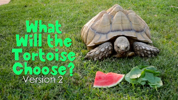 What Will the Tortoise Choose [Version 2] Crowd Breaker Game