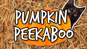 Pumpkin Peekaboo On Screen Game